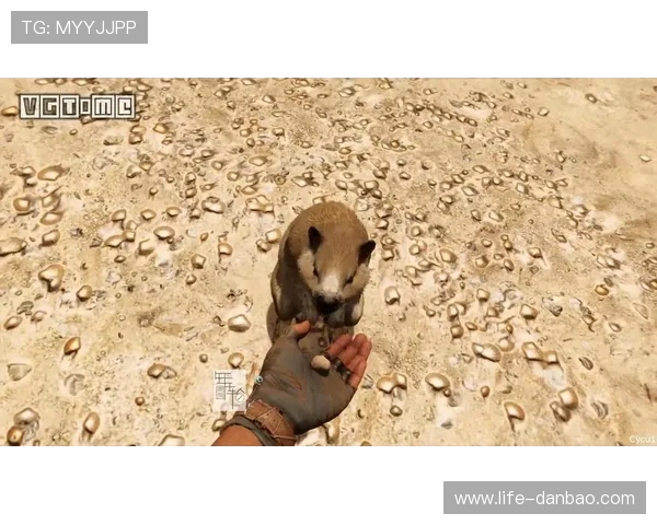 小土狗与猫咪的亲密互动游戏合集助你培养宠物间的默契与友谊